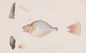 Silver Dory, Cyttus australis